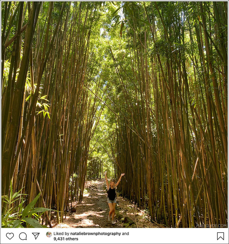 Bamboo forest instagram