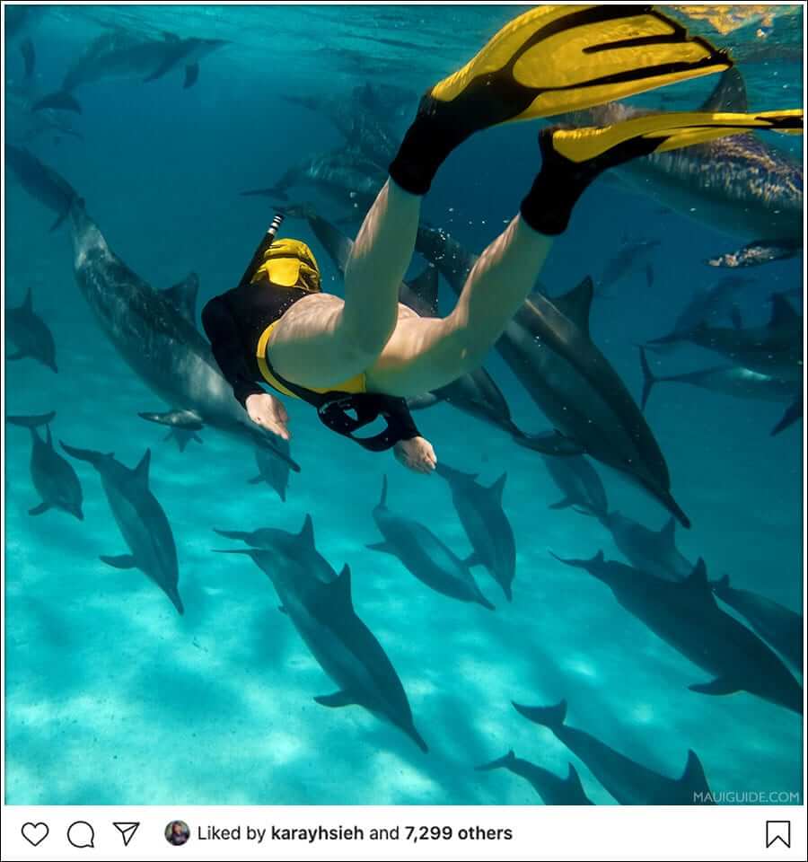 lanai snorkel dolphins