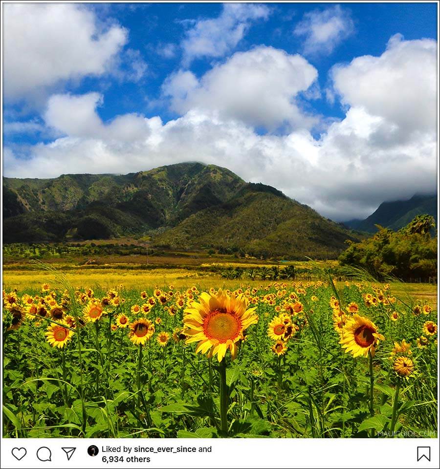 sunflower instagram