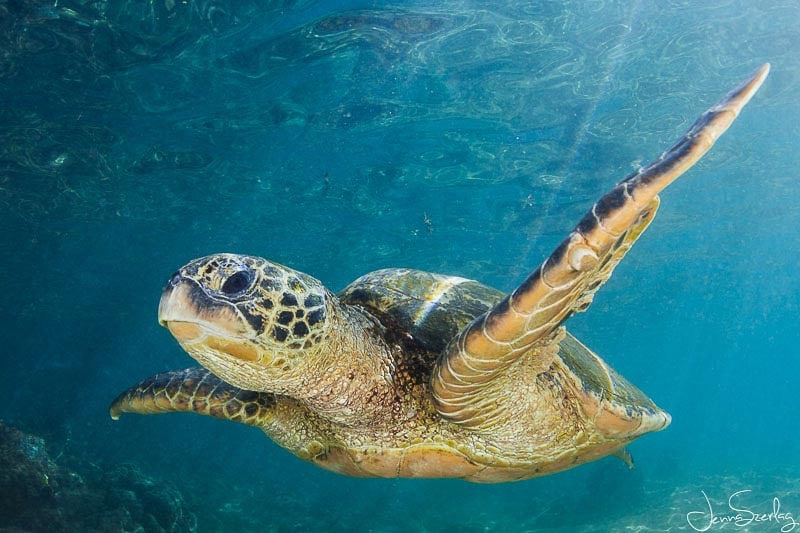 hawaiian name for green sea turtle