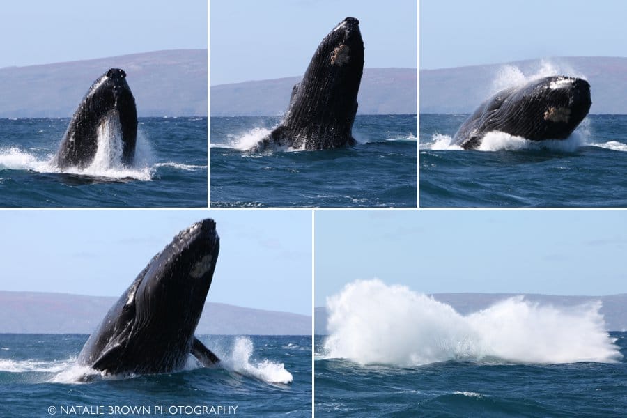 Maui whale activity