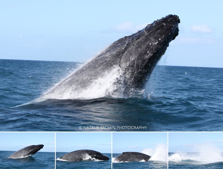 Maui whale behavior