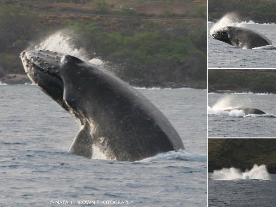 Maui whale