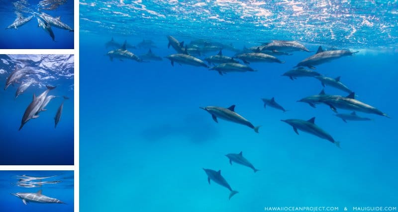 Spinner dolphin facts