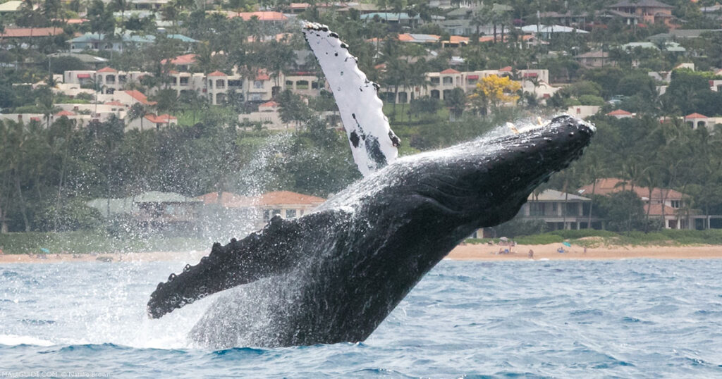 whale breach Maui